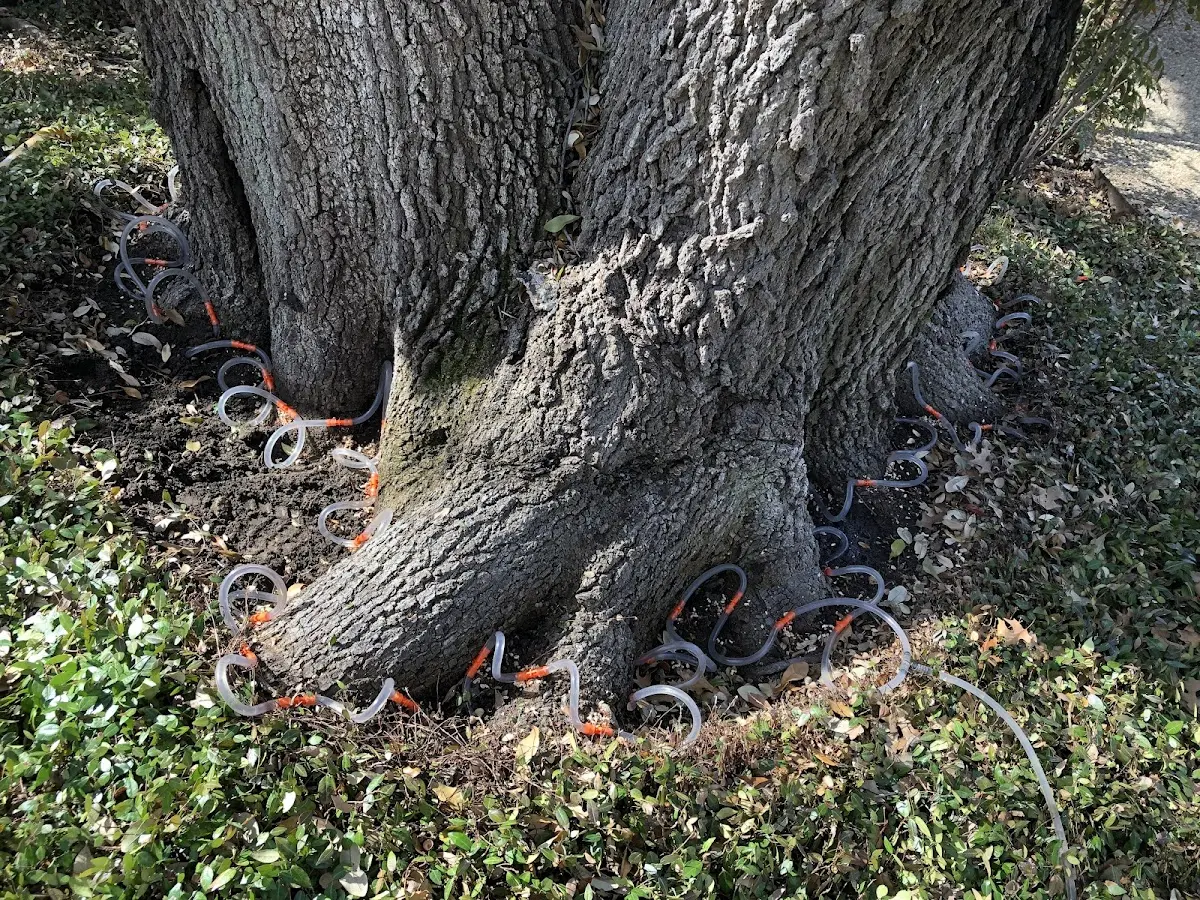 Detailed Tree Cabling and Bracing job site in Morgan City